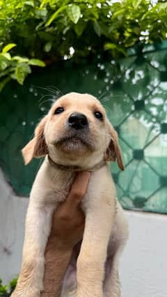 labrador puppies golden white