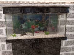 Fish aquarium ok ha bilkul need money