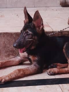 German Shepherd Pair for sale