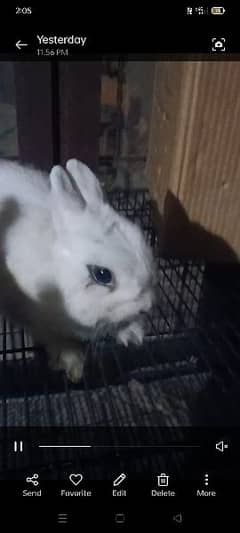 hotot drwaf male 03253501515