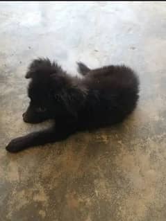 black shipers long koat 2 months