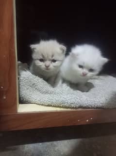 Persian white , gray and golden kitten for sale