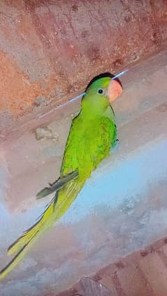 raw baby parrot for sale