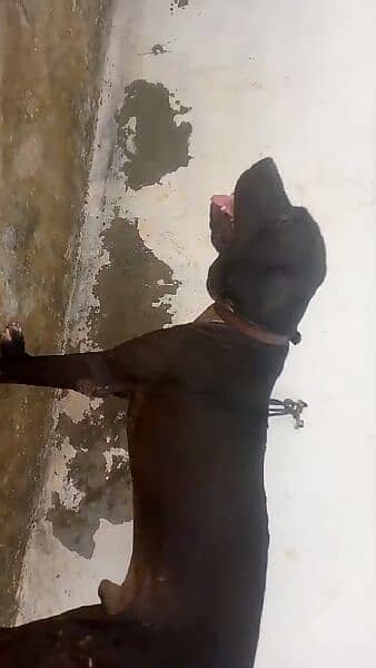 Bully Kutta Patha 12 months 0