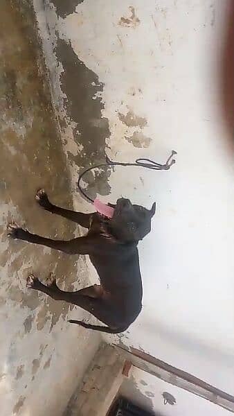 Bully Kutta Patha 12 months 4