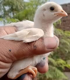 Heera Chicks For Sale
