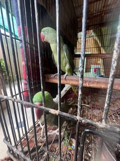 Breeding Green Parrot / Pahari totay with cage