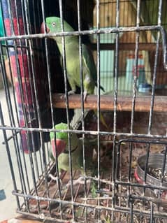 Breeding Green Parrot / Pahari totay with cage