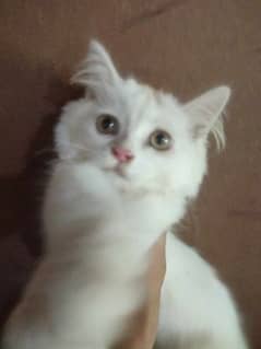 Persian cat | Fancy cat available for sale
