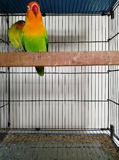 love bird for sale