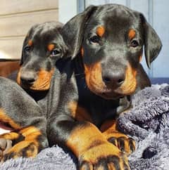 Doberman puppies available for sale