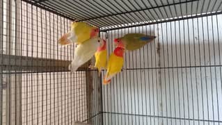 Lovebird