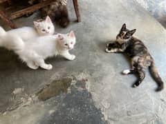 Kittens Available Total 3 ( 2 females in white+Brown male)