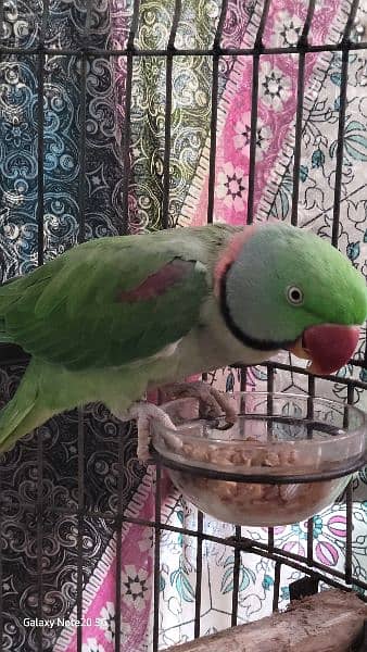 raw parrot male hand tame ring neck female 1 year w cage 0