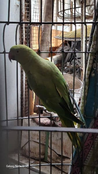 raw parrot male hand tame ring neck female 1 year w cage 1