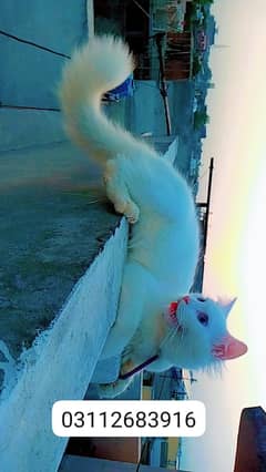urgent sell Blue eyes White pershion cat discount hojayga.