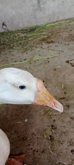 white ducks, duck