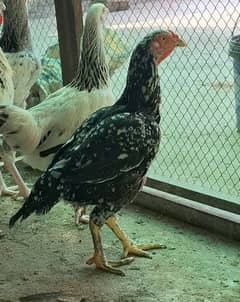 Aseel hens available for Sale 0