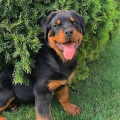 Rottweiler puppies available for sale