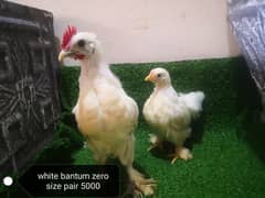 silver polish pair . bantam  trio set and chicks