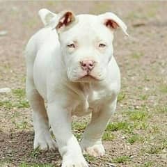American pitbull male puppy available