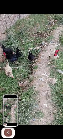 for sell 2 hen 1male roster hen for sell tahekal