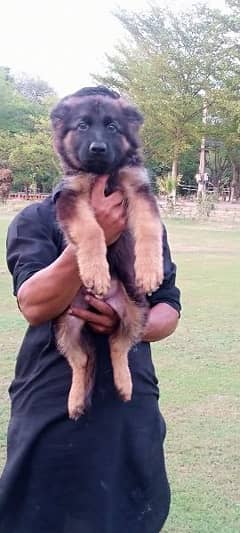 german shephered male puppy for sale