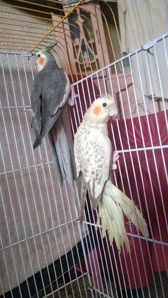 Cockatiel, Cocktail breeder pair &  Raw 3