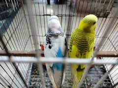 Breeder budgie with Cages