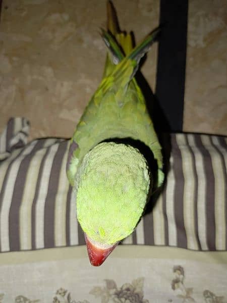 Handtamed and talking parrot for sale urgently 1