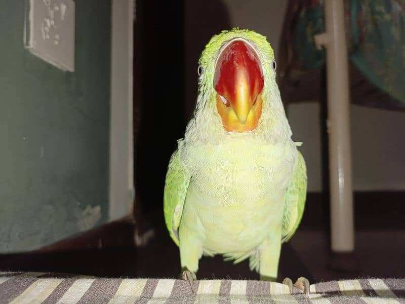 Handtamed and talking parrot for sale urgently 2