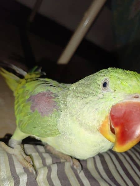 Handtamed and talking parrot for sale urgently 3