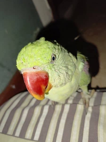 Handtamed and talking parrot for sale urgently 4