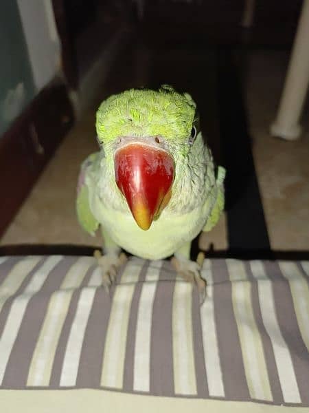 Handtamed and talking parrot for sale urgently 5