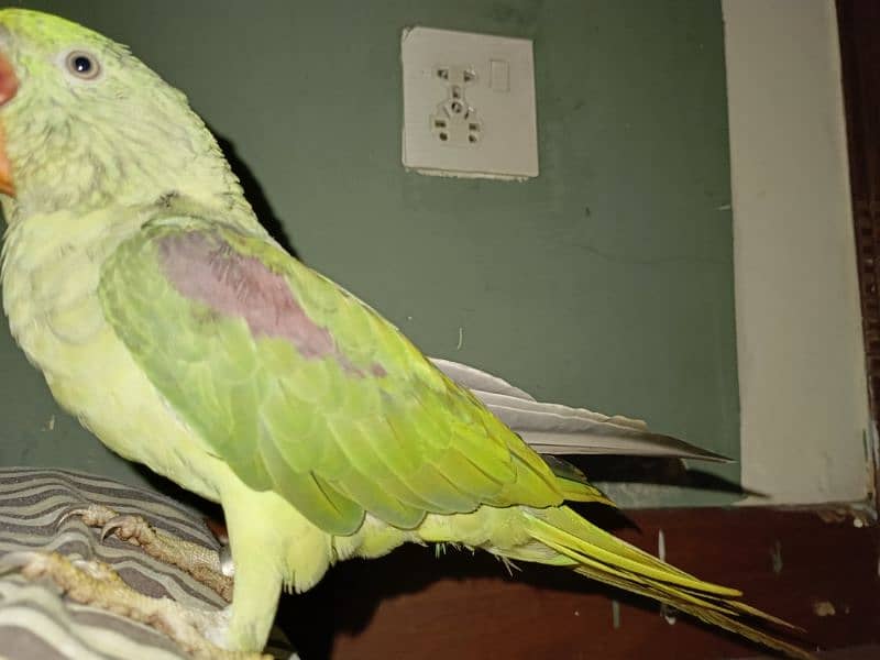 Handtamed and talking parrot for sale urgently 6