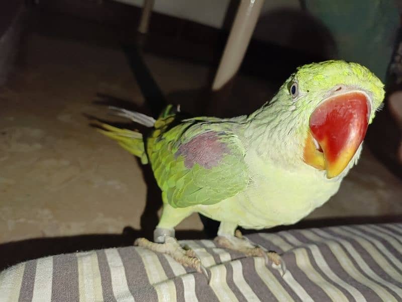 Handtamed and talking parrot for sale urgently 7