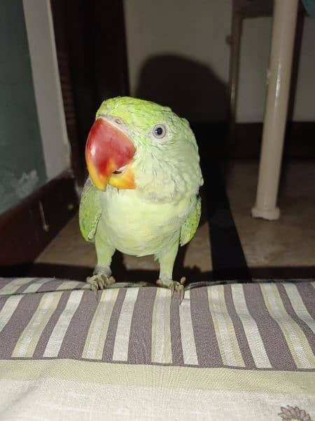 Handtamed and talking parrot for sale urgently 8