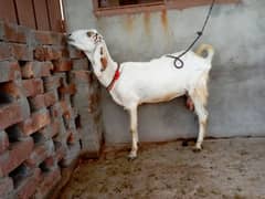 desi bakri