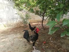 urgent sale  black sultan murgh