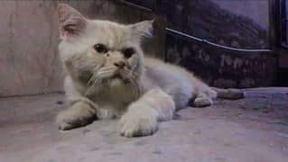 Persian cat brown color