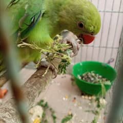 green ring neck parrots