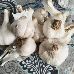 G1 Garlic Rs. 200 per Kg , Full dry in Bulb farm for Sale