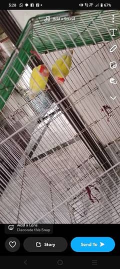 love bird pair without cage