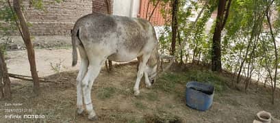 Donkey Rehri