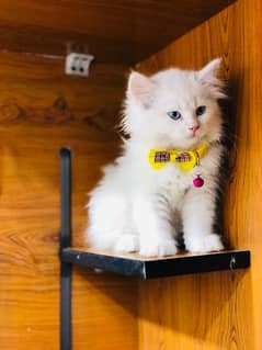Persian / Kitten / Triple coat / Cute Cats / Fluffy Cat / small kitten