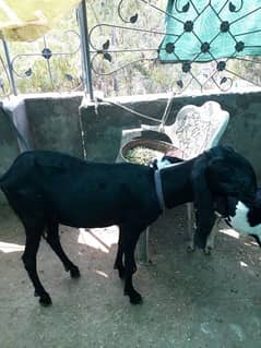 Black Bakri Nazr nhi ata