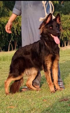 King Shepherd female 10 months for sale