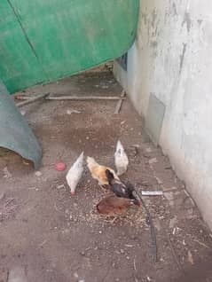 Desi Hens Available