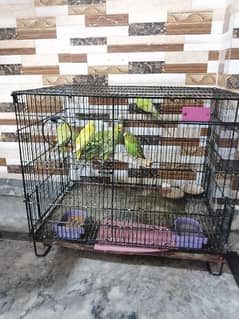 eight Australian parrots with cage