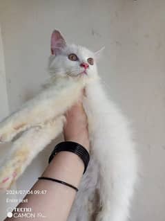 Persian male kitten looking for a new home